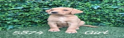 Labrador Retriever dogs for sale: Kc reg fox red labs - Advert 14
