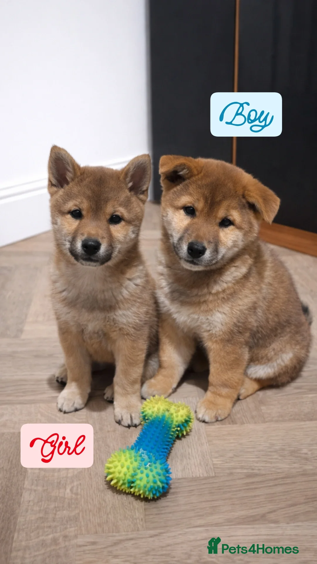 Japanese Shiba Inu dogs for sale: Shiba Inu – 5 Puppies  - Advert 1