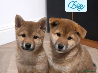 Japanese Shiba Inu dogs Shiba Inu – 5 Puppies - Advert 4