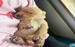 Goldador dogs for sale: Goldador puppies - Advert 7