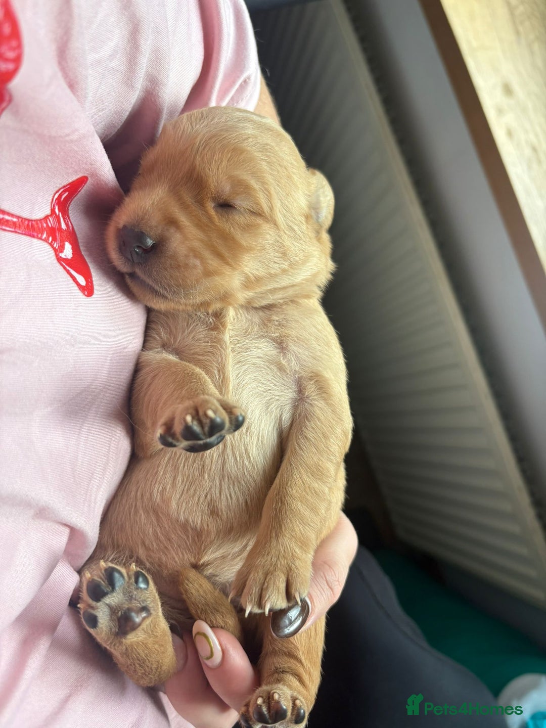 Goldador dogs for sale: Goldador puppies - Advert 7