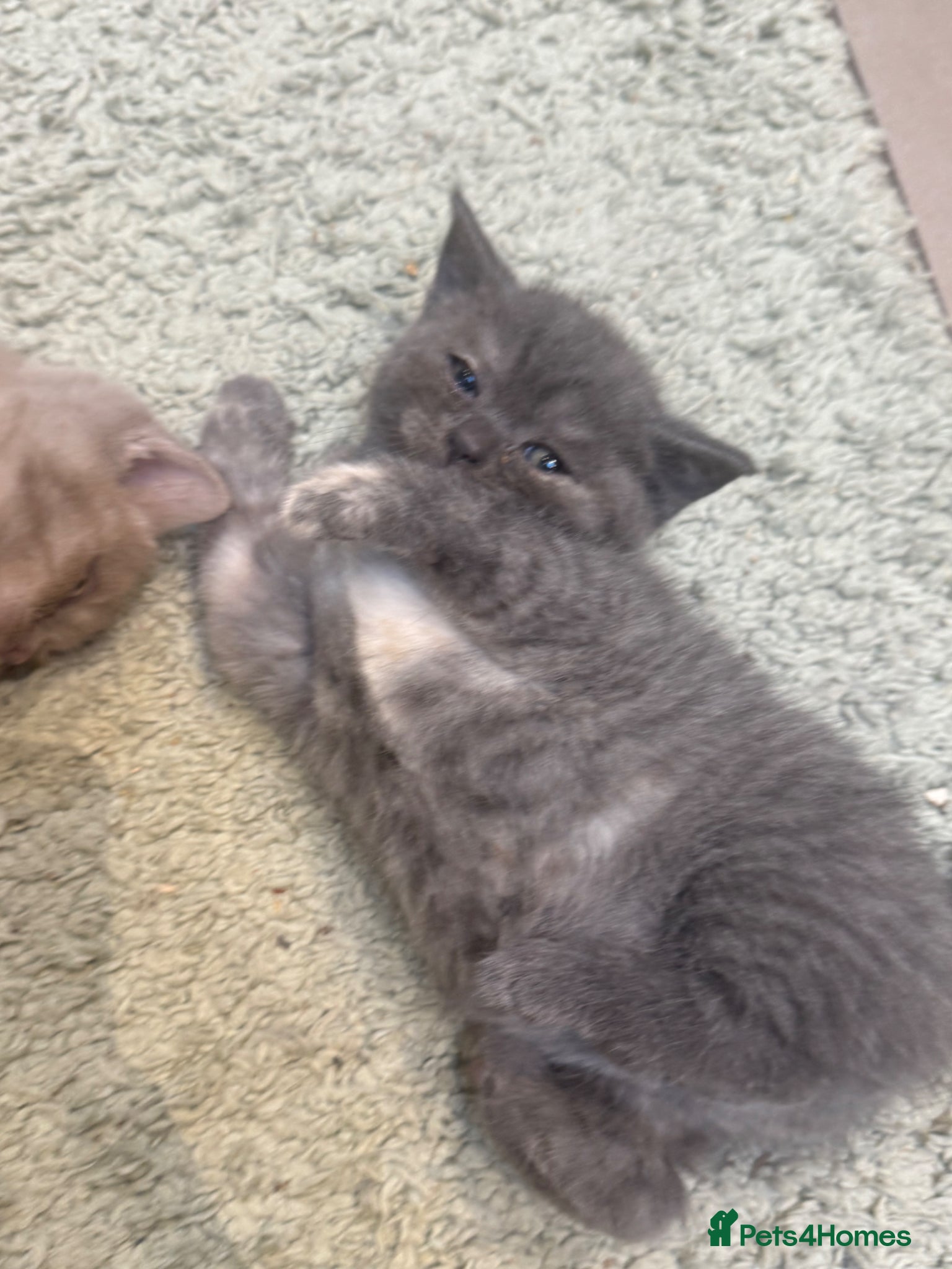 British Shorthair cats for sale: 2 beautiful British Shorthair Girls 🐾 - Advert 7
