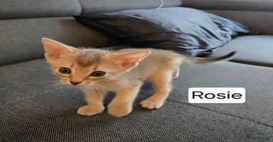 Abyssinian cats - Advert 1
