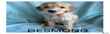 Mixed Breed Puppy 5