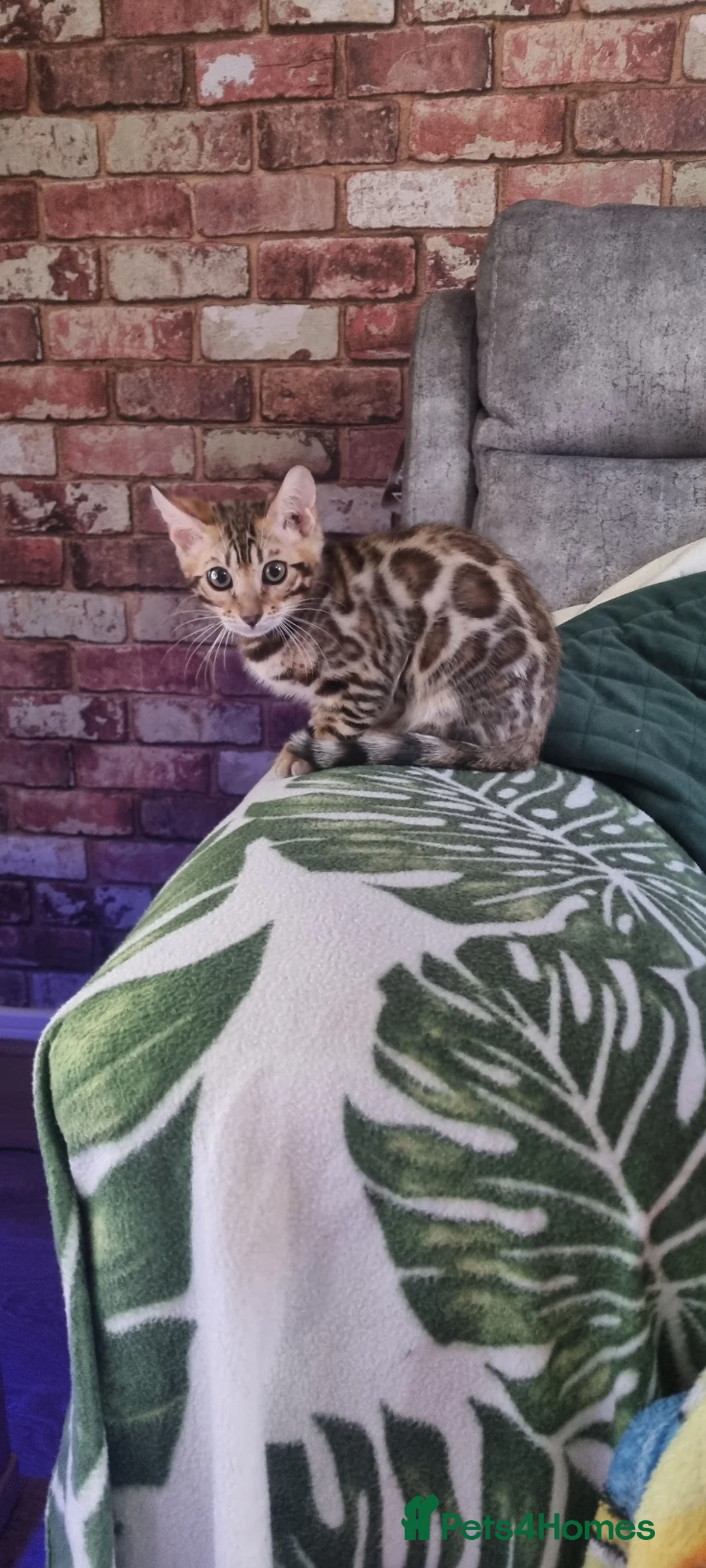 Bengal cats for sale: Stunning pedigree Bengal kitten  in Salford - Advert 2