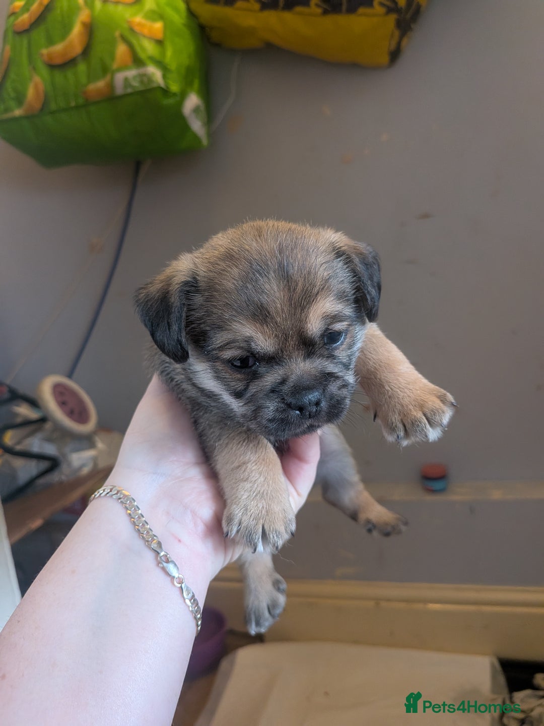 Mixed Breed dogs for sale: Pugshire - Image 3
