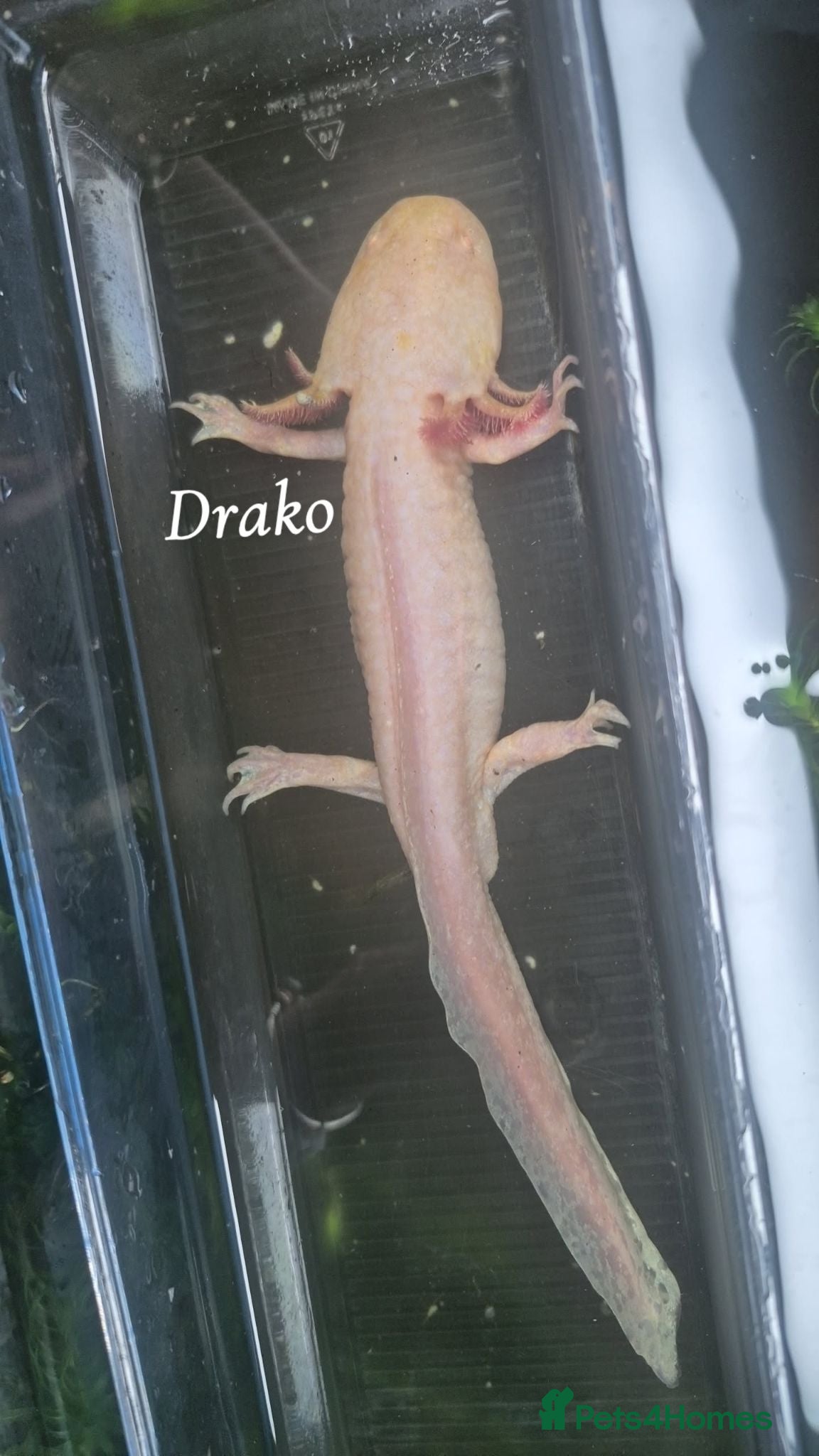 Axolotl reptiles Adult axolotls needing new waters - Advert 14