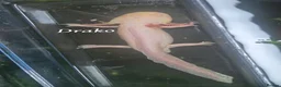 Axolotl reptiles for sale: Adult axolotls needing new waters - Advert 7