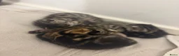 Bengal cats for sale: 4 beautiful part bengal kittens  - Advert 9