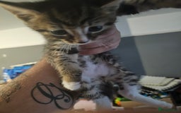 British Shorthair cats for sale: kittens for sale  - Image 2