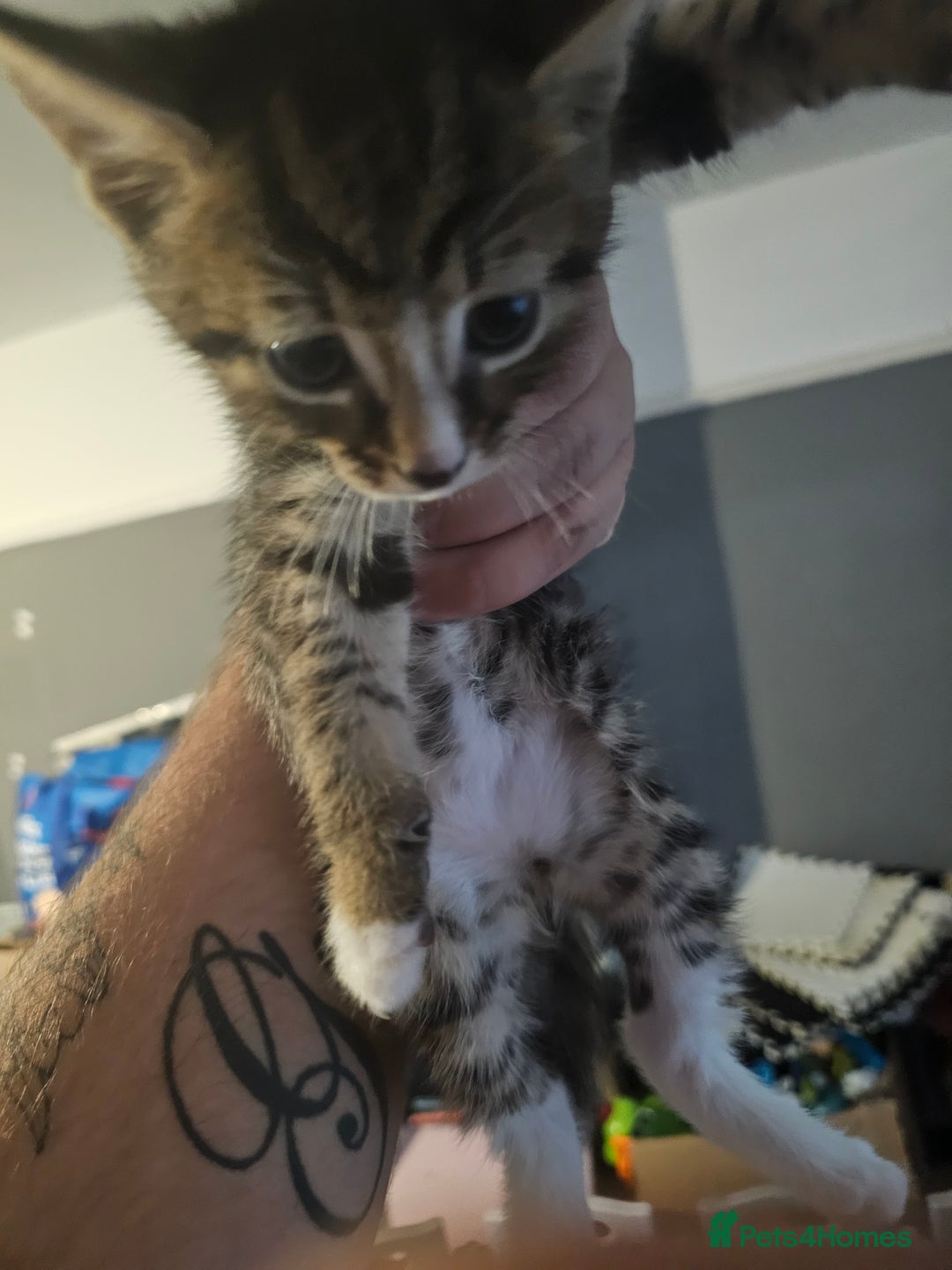 British Shorthair cats for sale: kittens for sale  - Image 2