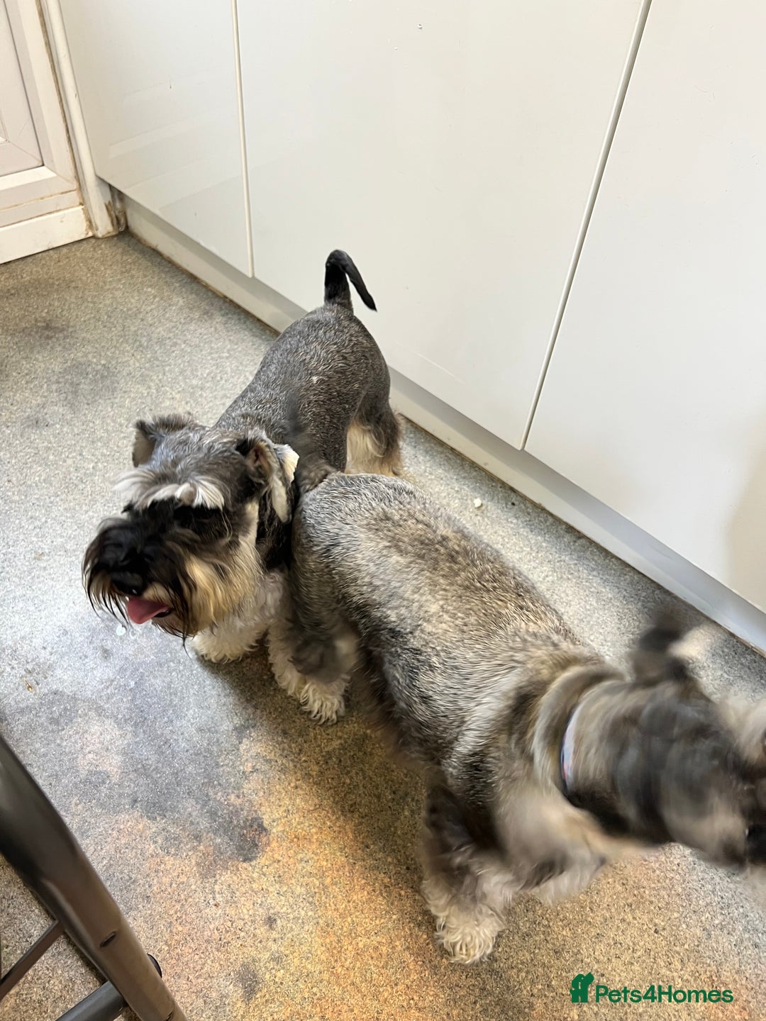 Miniature Schnauzer dogs for sale: Stunning Miniature Schnauzer Puppies - Image 7