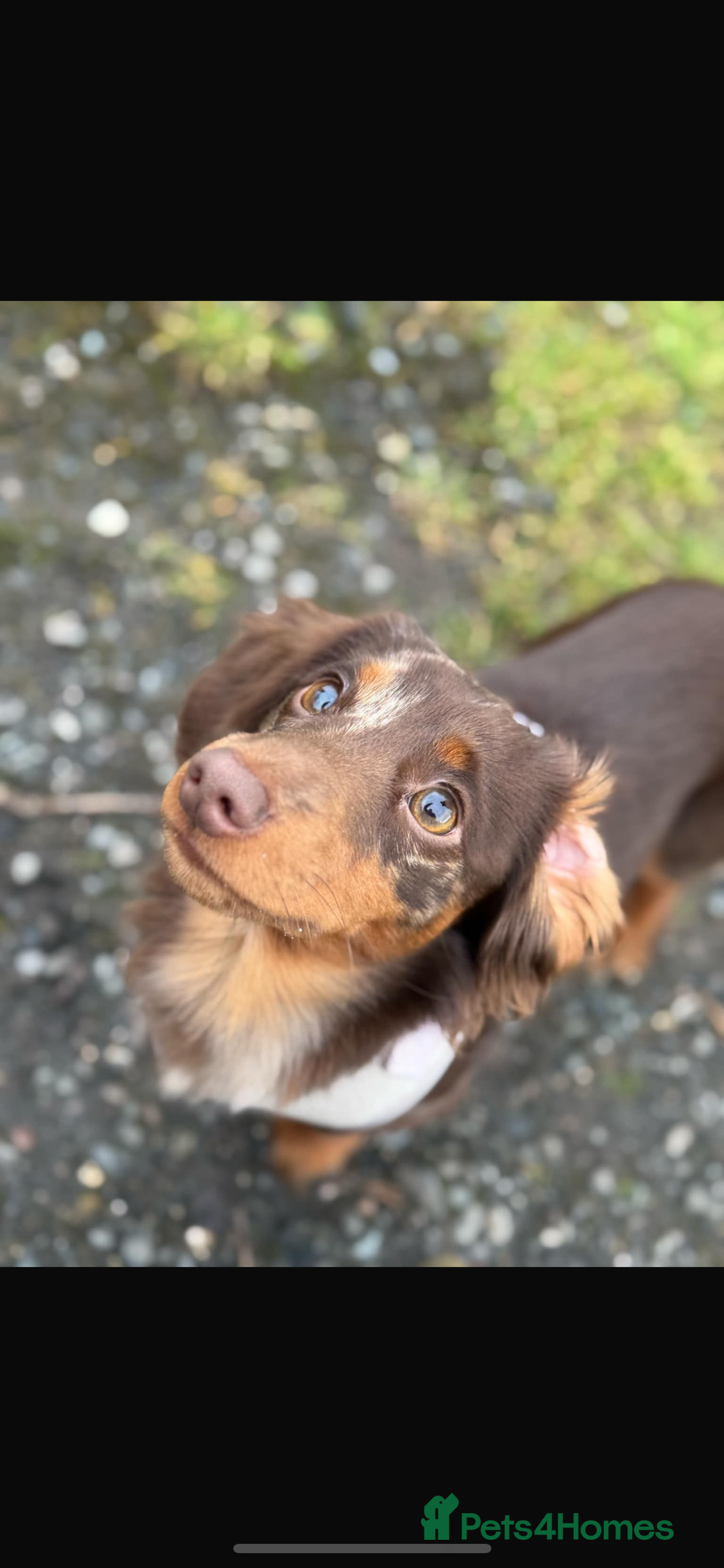 Miniature Dachshund dogs for sale: Chocolate Tan/dapple Miniature Dachsund - Image 13