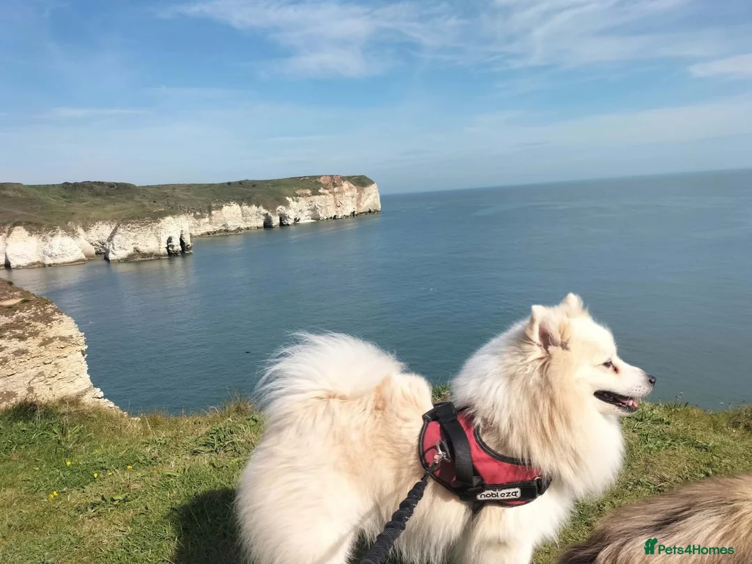 Japanese Spitz dogs for sale: Our Japanese Spitz looking for a new, loving home. in Leeds - Advert 1