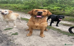 Labrador Retriever dogs for stud: Fox red Labrador stud  - Image 4