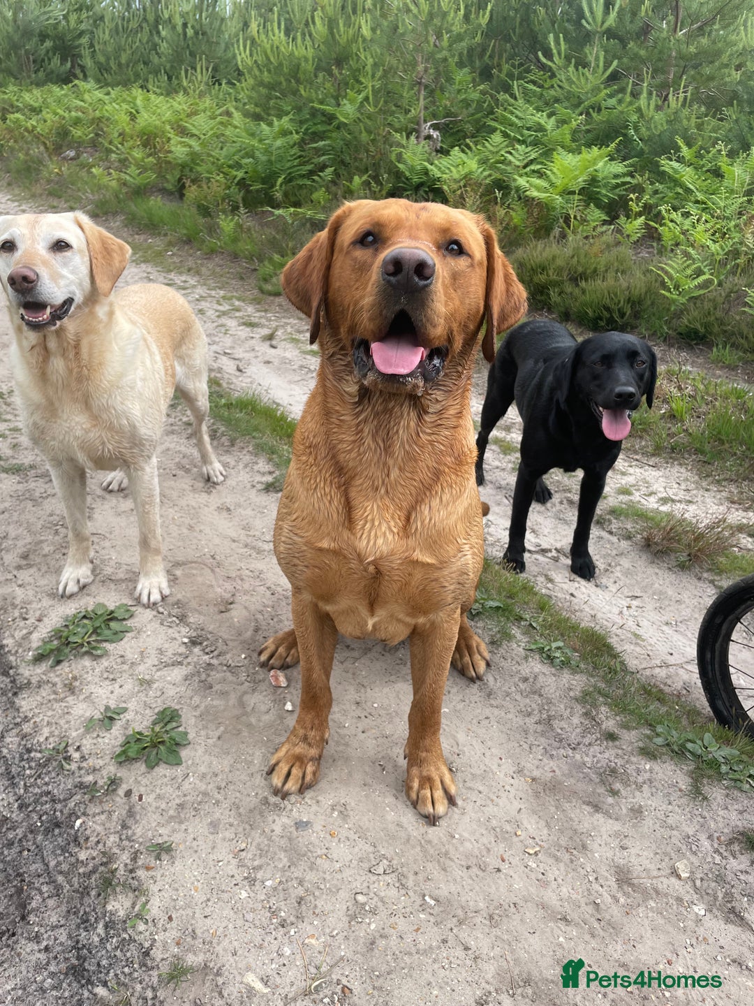 Labrador Retriever dogs for stud: Fox red Labrador stud  - Image 4