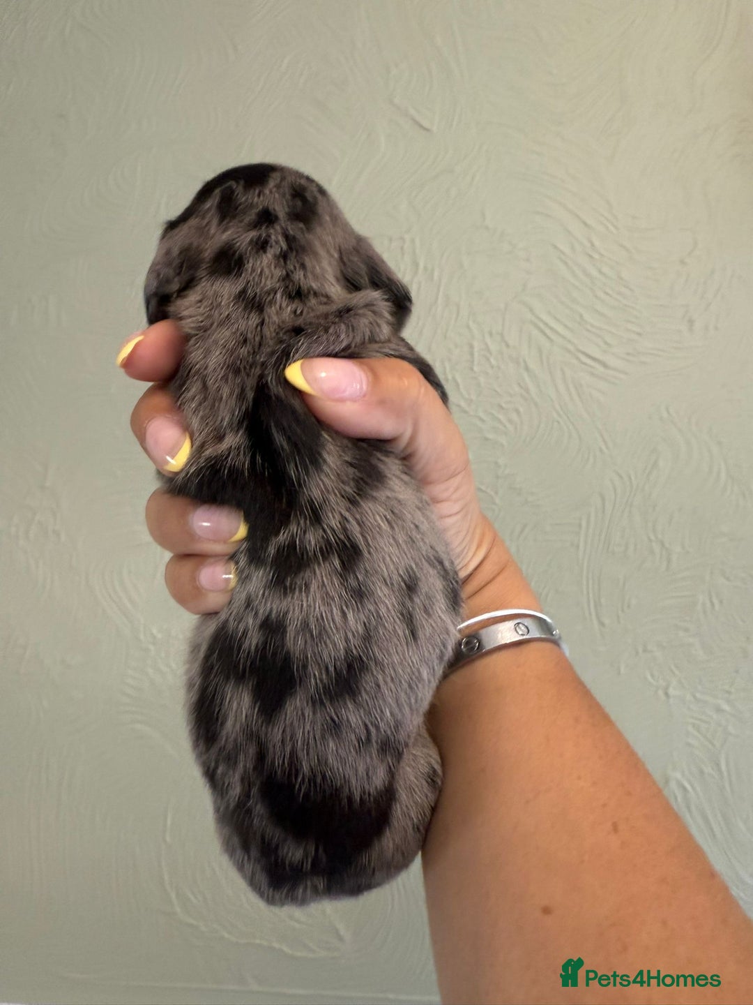 Miniature Dachshund dogs for sale: Miniature dachshunds  - Image 29