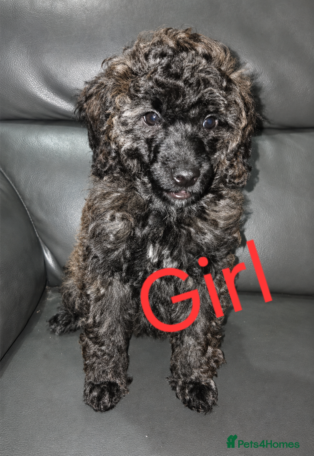 Miniature Poodle dogs Ready to leave now!reduced Miniature poodles - Advert 4