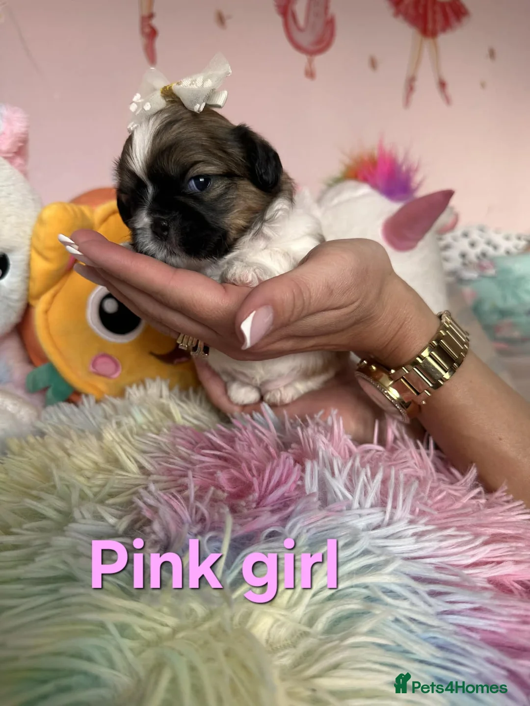 Shih Tzu dogs for sale: 🥰🐾 Adorable Shih Tzu Puppies 🐾🥰 - Advert 20