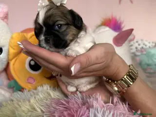 Shih Tzu dogs 🥰Adorable Shih Tzu girls🥰Only two left 🩷 and ❤️ - Advert 9