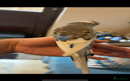 Mixed Breed birds for sale: Cute Birds - Image 13