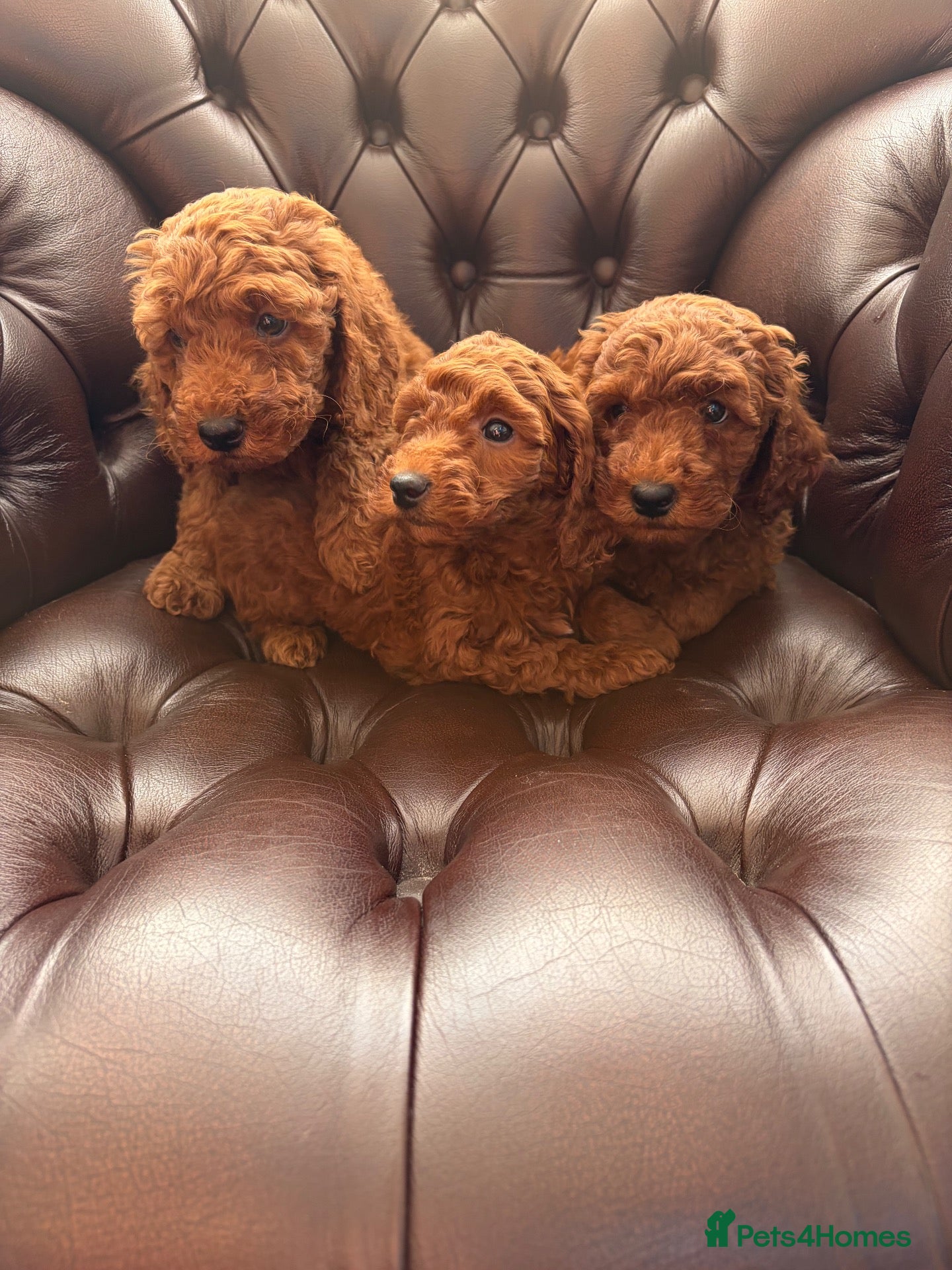Miniature Poodle dogs Dark Fox Red Miniture Poodles For Sale  - Advert 4