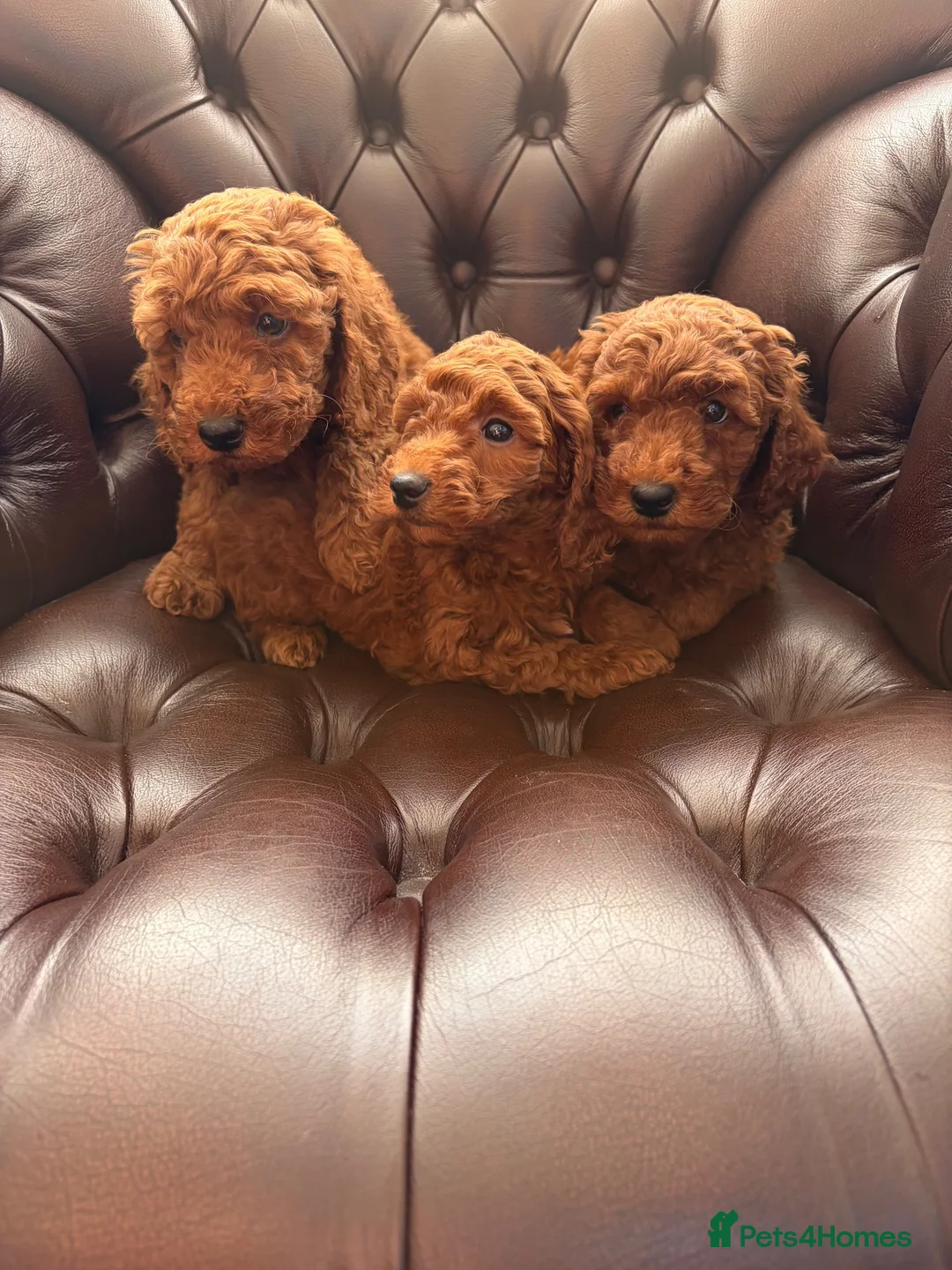 Miniature Poodle dogs for sale: Dark Fox Red Miniture Poodles For Sale  - Advert 1