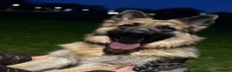 German Shepherd dogs for sale: Male German Shepherd- sad rehome  - Advert 11