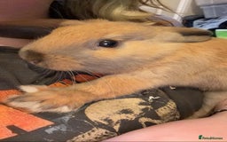 English rabbits for sale: white and brown rabbit  - Advert 3