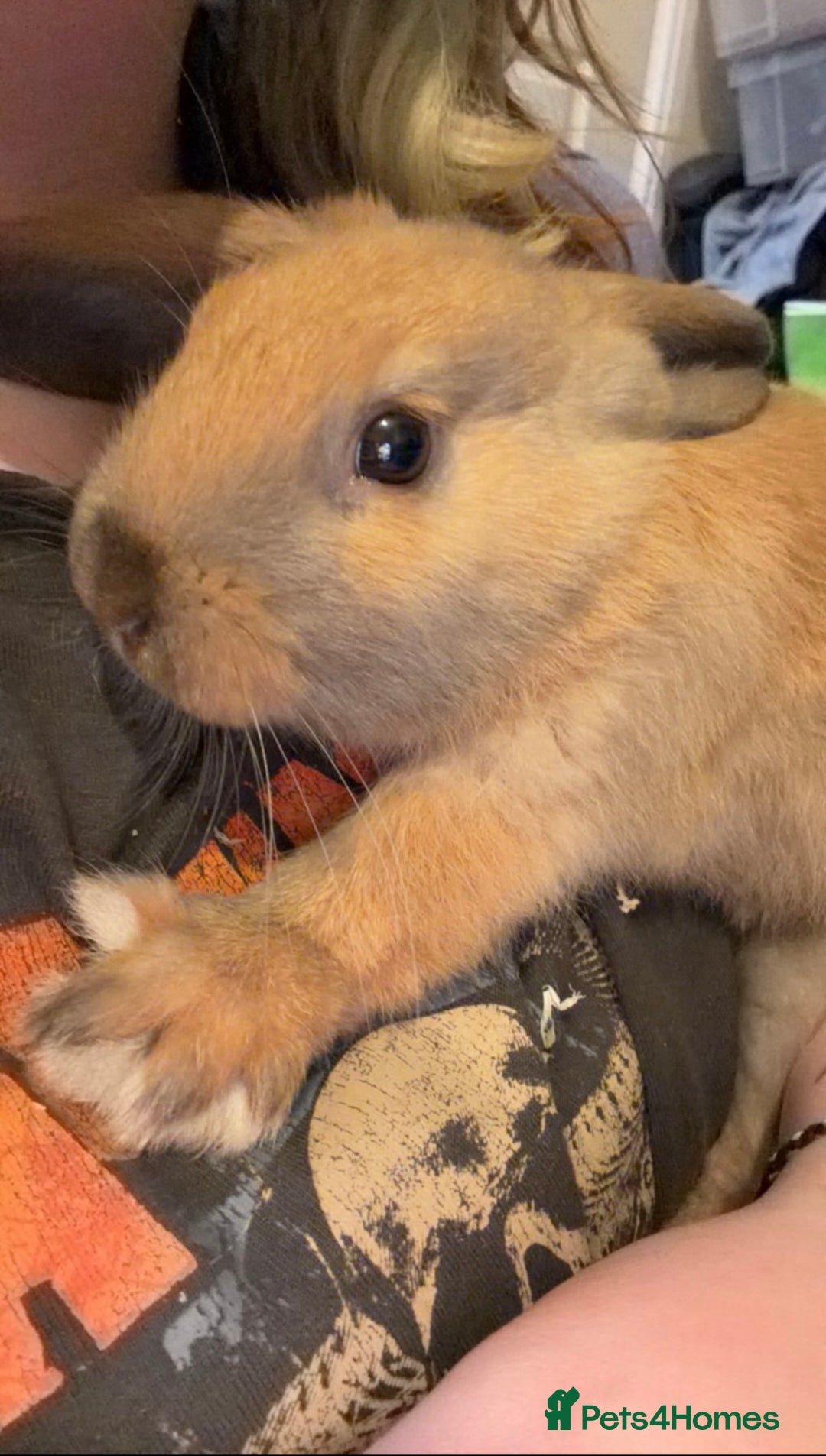 English rabbits for sale: white and brown rabbit  - Advert 3