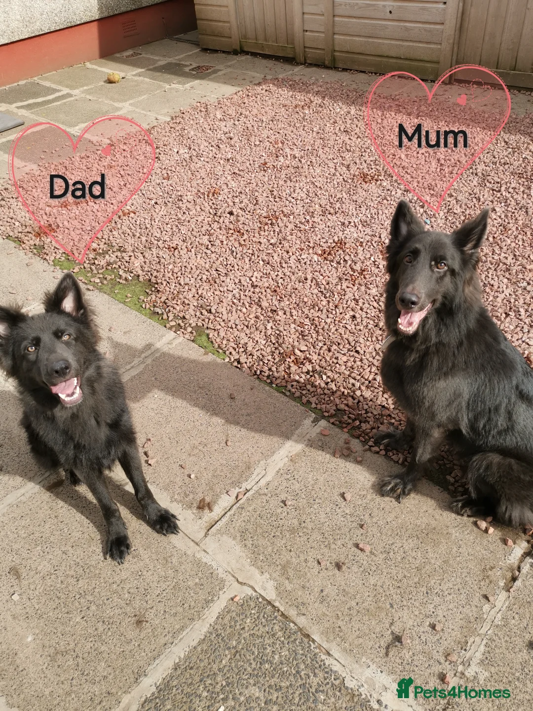 German Shepherd dogs for sale: 💙🐾 Rare Blue & Isabella German shepherd puppies  - Advert 2