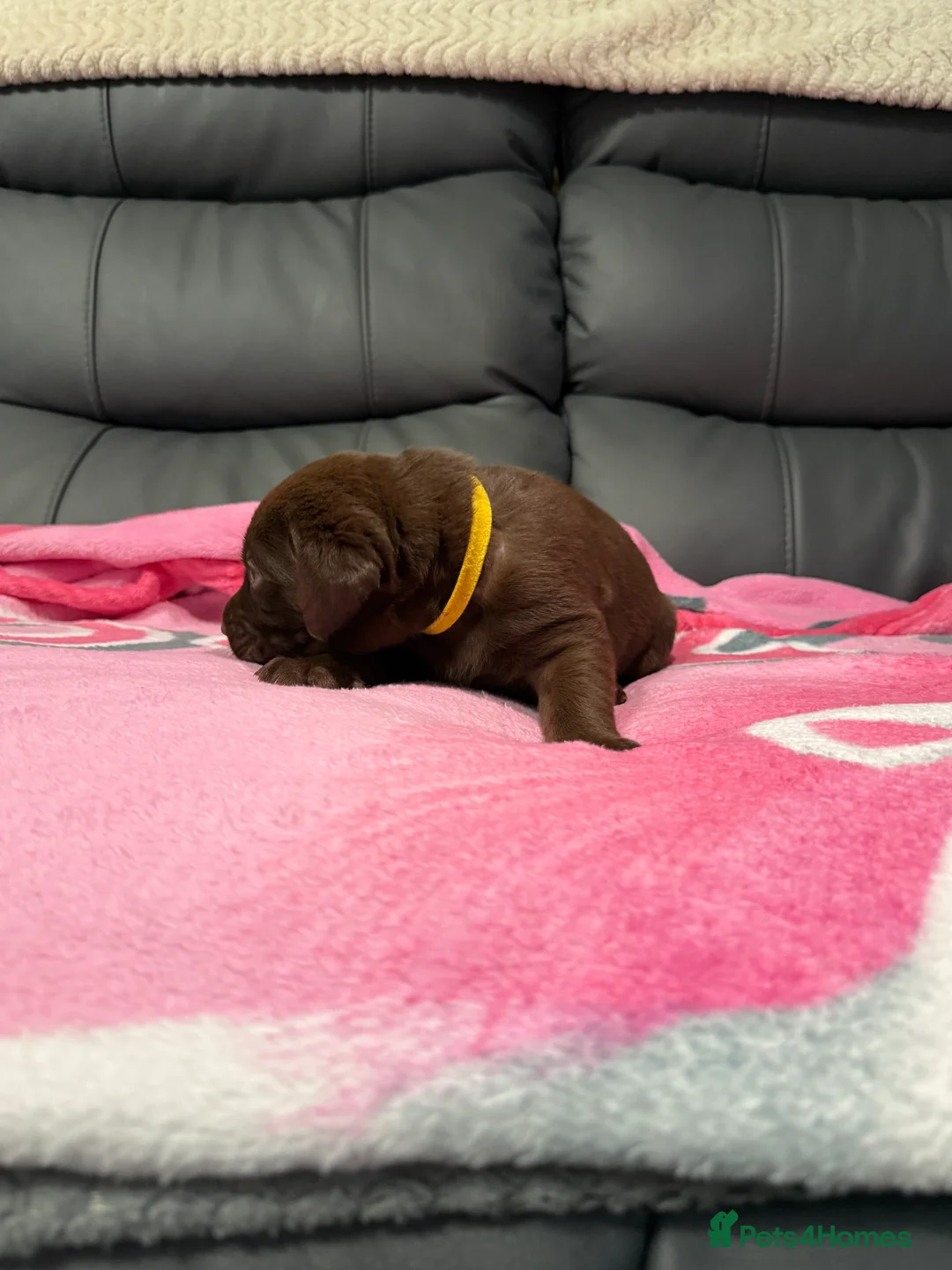 Labrador Retriever dogs for sale: STUNNING CHOCOLATE LABRADOR PUPPIES!!!! - Advert 20