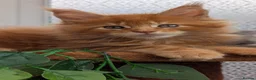 Maine Coon cats for sale: Adorable Maine coon kittens  - Advert 34
