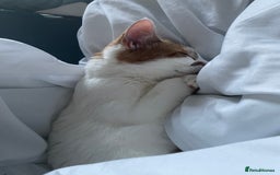 Mixed Breed cats for sale: Bellini & Martini - Image 16