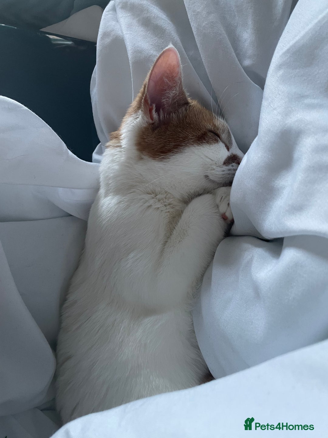 Mixed Breed cats for sale: Bellini & Martini - Image 16