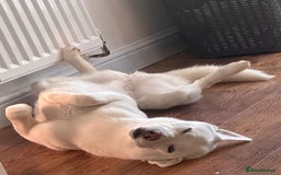 Siberian Husky dogs for sale: KC REG WHITE SIBERIAN HUSKY - Image 4