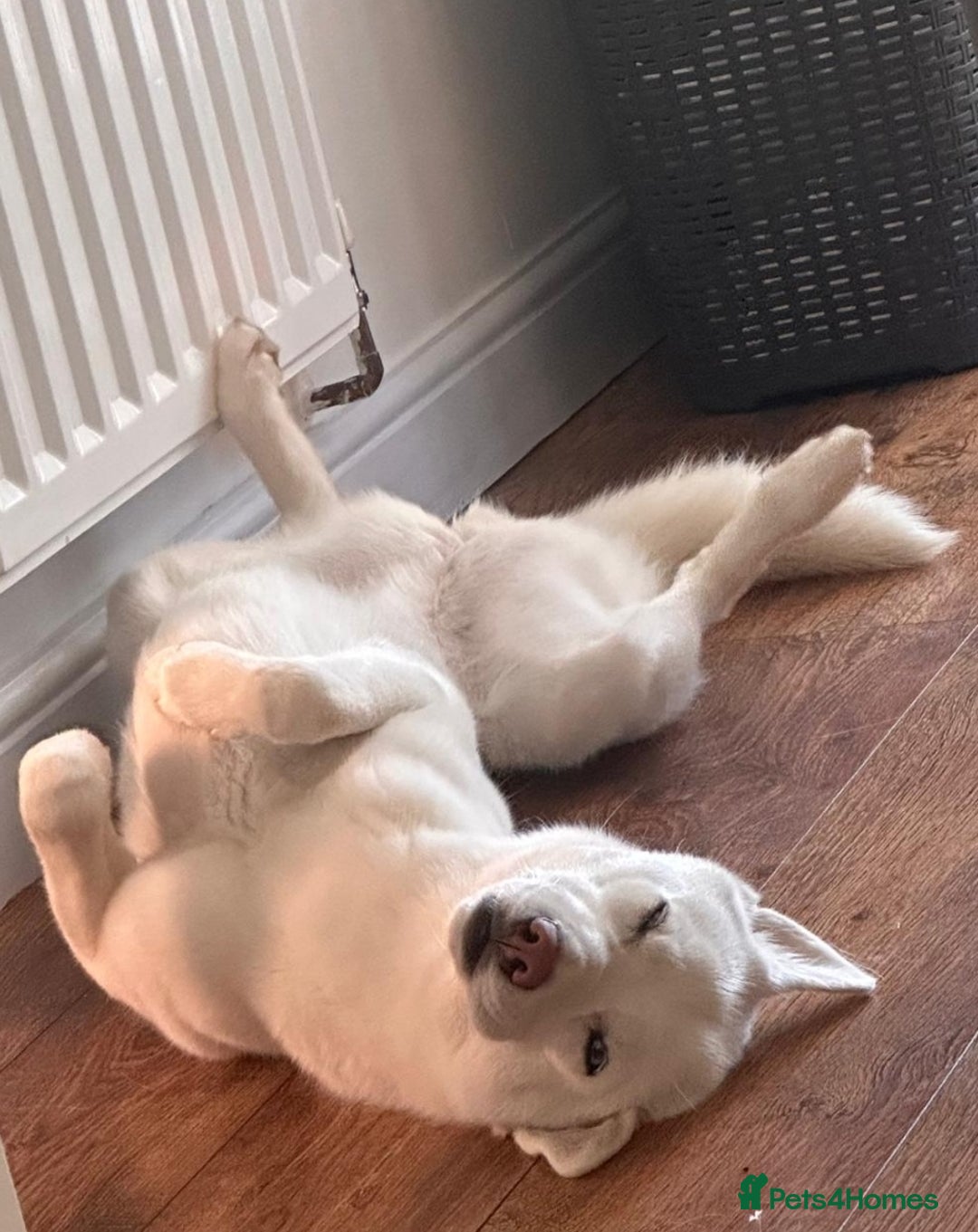 Siberian Husky dogs for sale: KC REG WHITE SIBERIAN HUSKY - Image 4