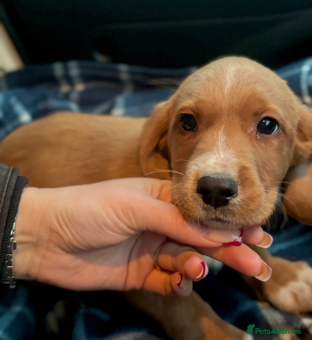 Cockerdor dogs for sale: Beautiful Cockerdor Puppies for Sale 🩷🩵 9 WEEKS - Advert 6