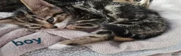 Bengal cats for sale: Beautiful Bengal X Kittens - Advert 5