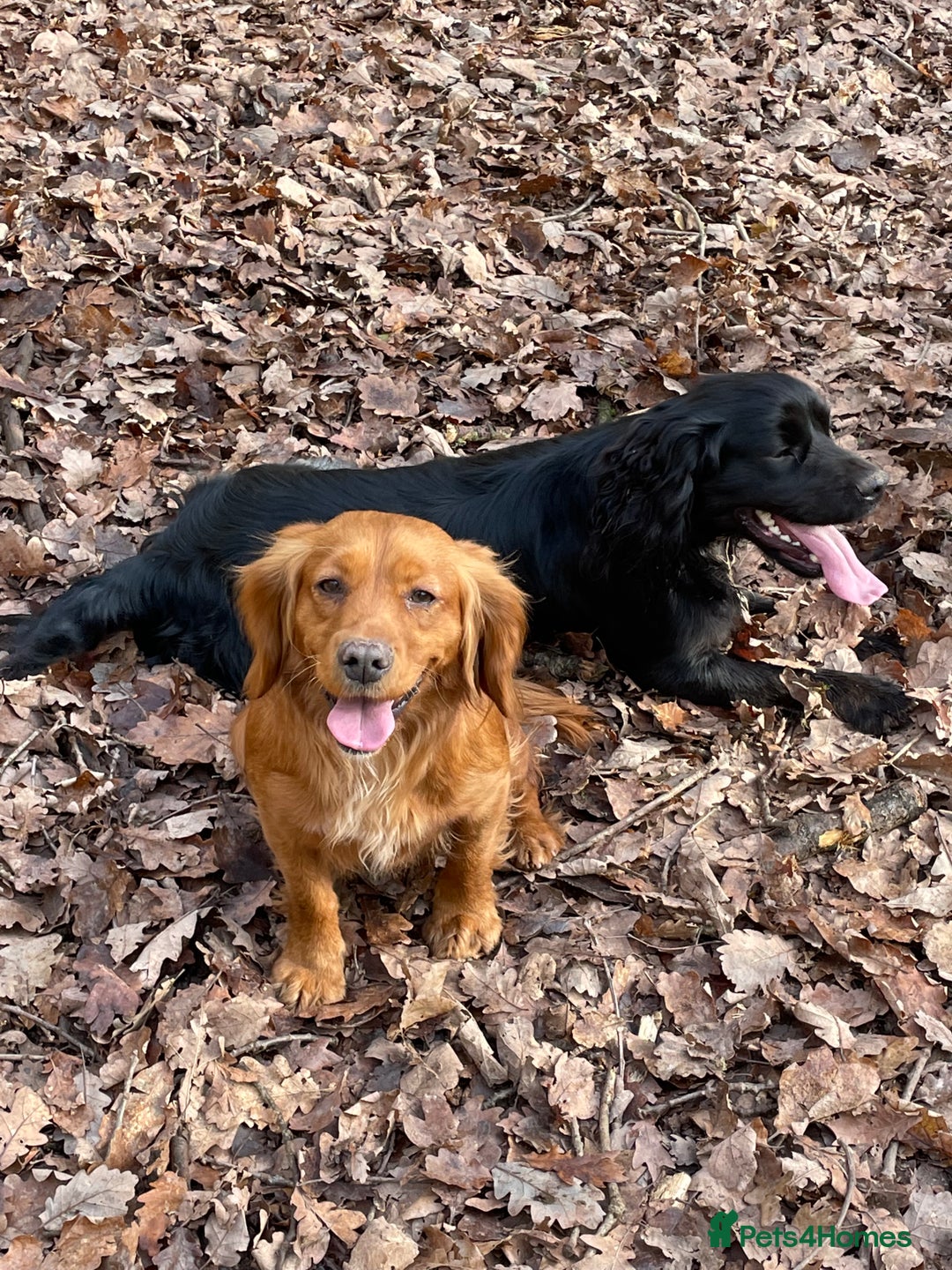 Cocker Spaniel dogs for sale: Gamekeeper bred working cockers - Image 7