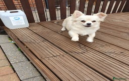 Chihuahua dogs for sale: 7 month old chihuahua  - Image 4