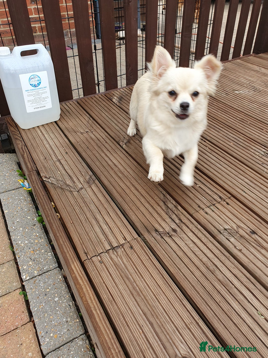 Chihuahua dogs for sale: 7 month old chihuahua  - Image 4