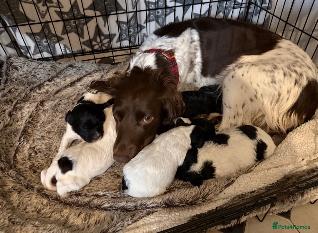 Sproodle dogs for sale: Beautiful Sproodle puppies ready  **  Eve  - Advert 2