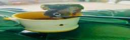Conures birds for sale: Green cheek conure very entertaining - Advert 5