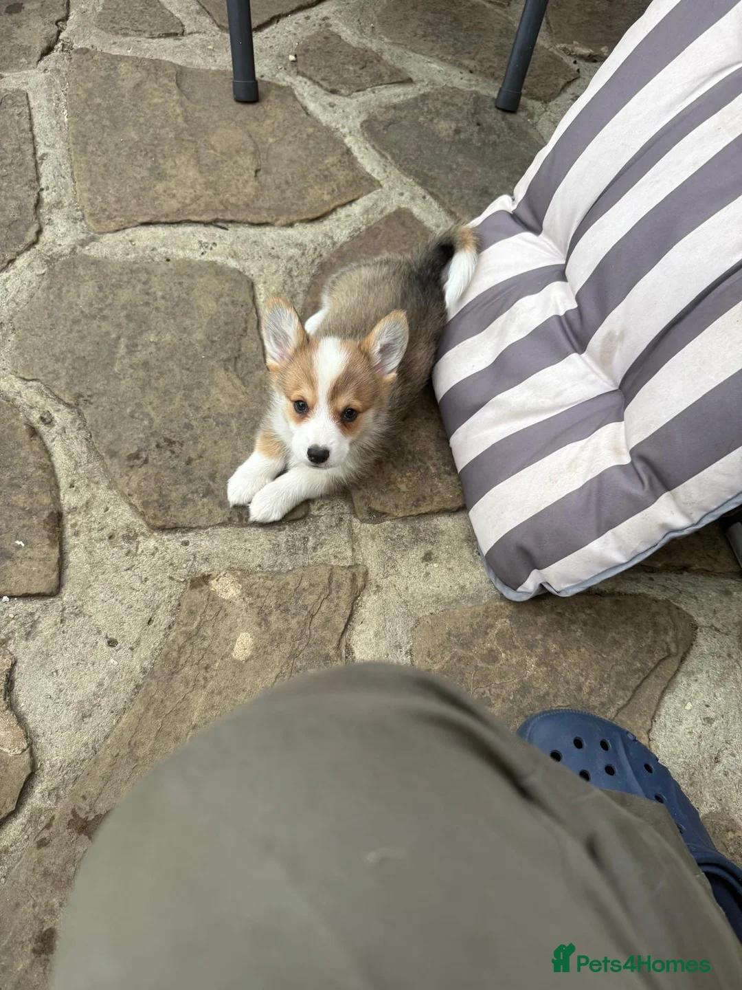 Welsh Corgi Pembroke dogs for sale: 3 Stunning KC Registered Pembroke Corgi Boys  - Advert 2
