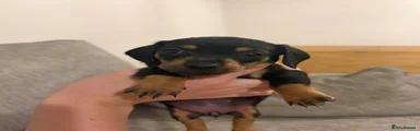 Dachshund 4