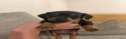 Dachshund dogs for sale: 🐾 Dachshund Puppies 🐾 - Advert 8