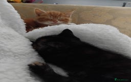 Mixed Breed cats for sale: 3 adorable 6 week old kittens. - Image 23