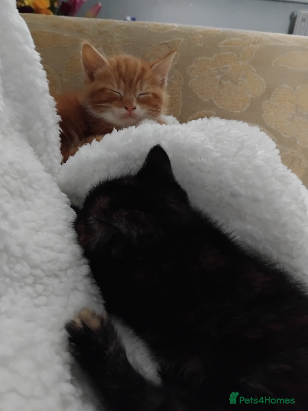 Mixed Breed cats for sale: 3 adorable 6 week old kittens. - Image 23