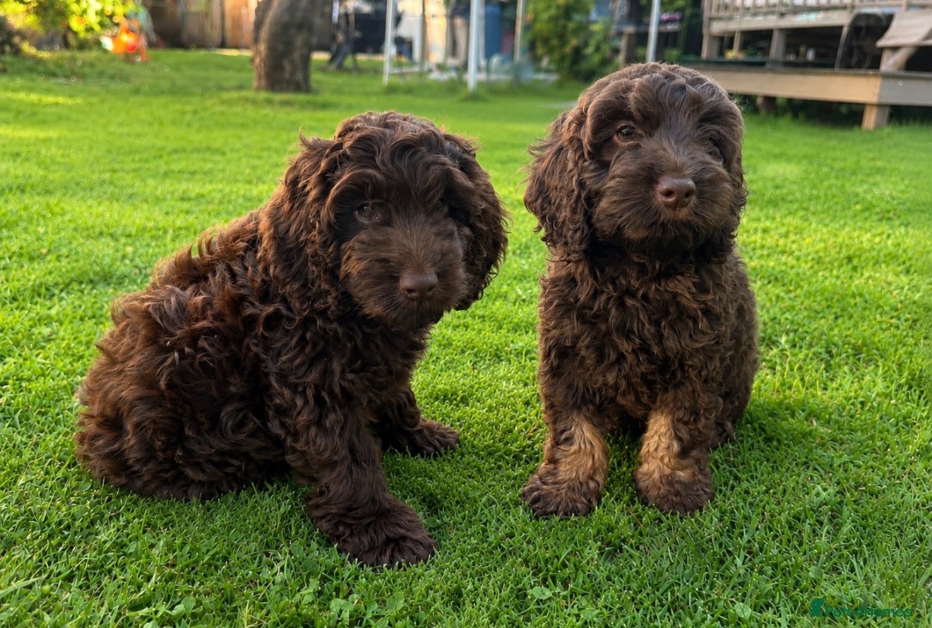 Cockapoo dogs Very Small F1 Toy Cockapoo Puppies Ready Now - Advert 17